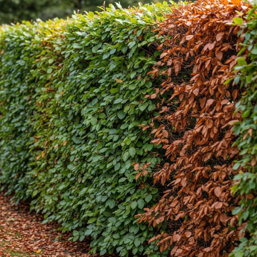 125cm Common Beech Hedging | Fagus sylvatica | Bare Root