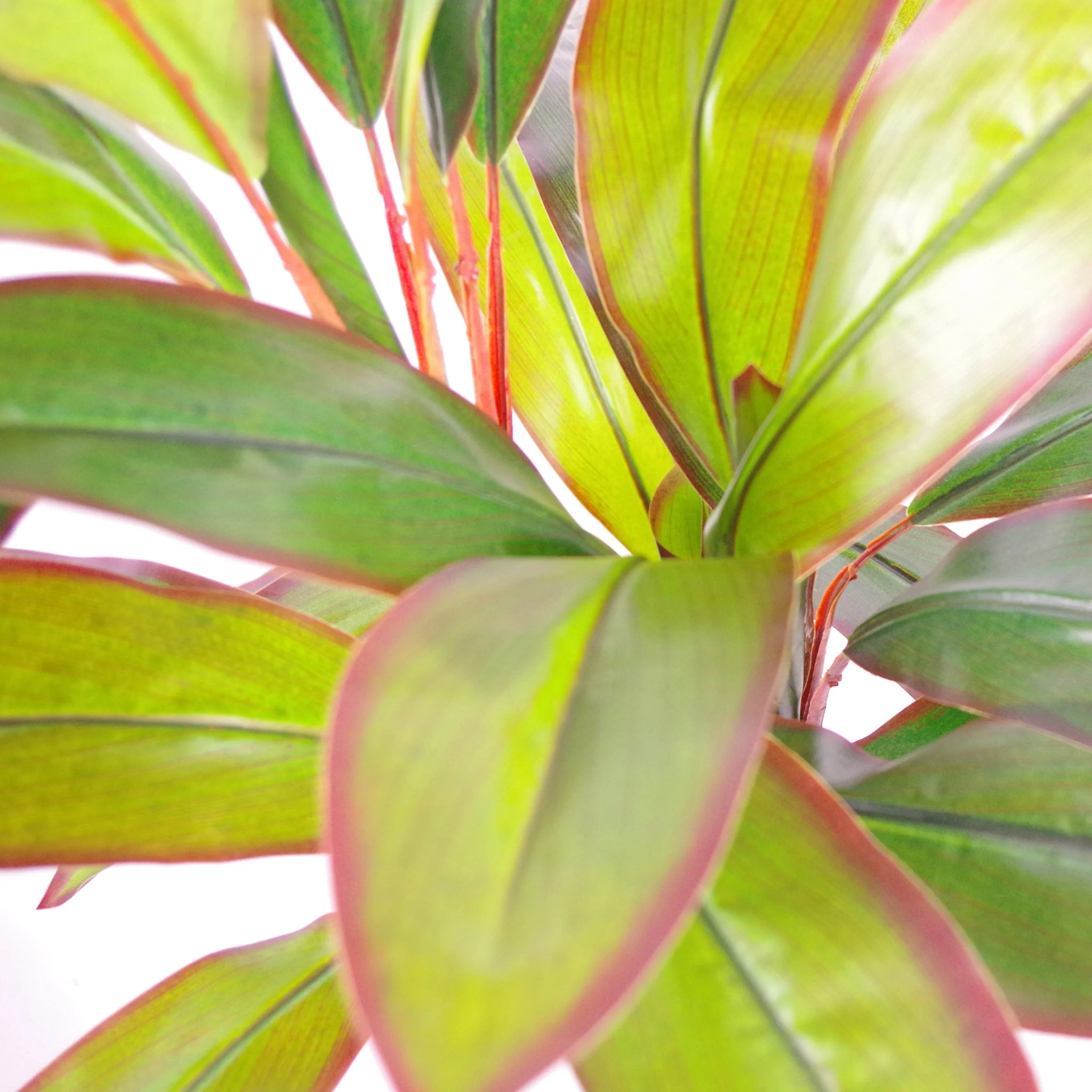 100cm Artificial Potted Dracaena Tropical Plant with Gold Metal Planter - Image 3