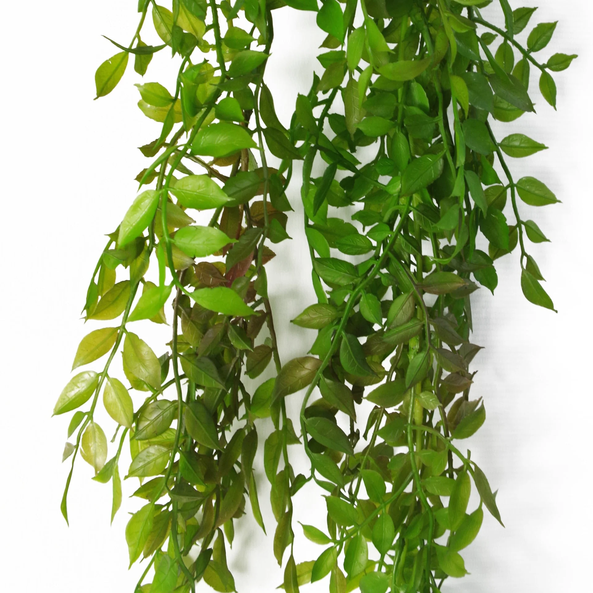 100cm Hanging String of Pearls Fern Plant Dark Green - Image 2
