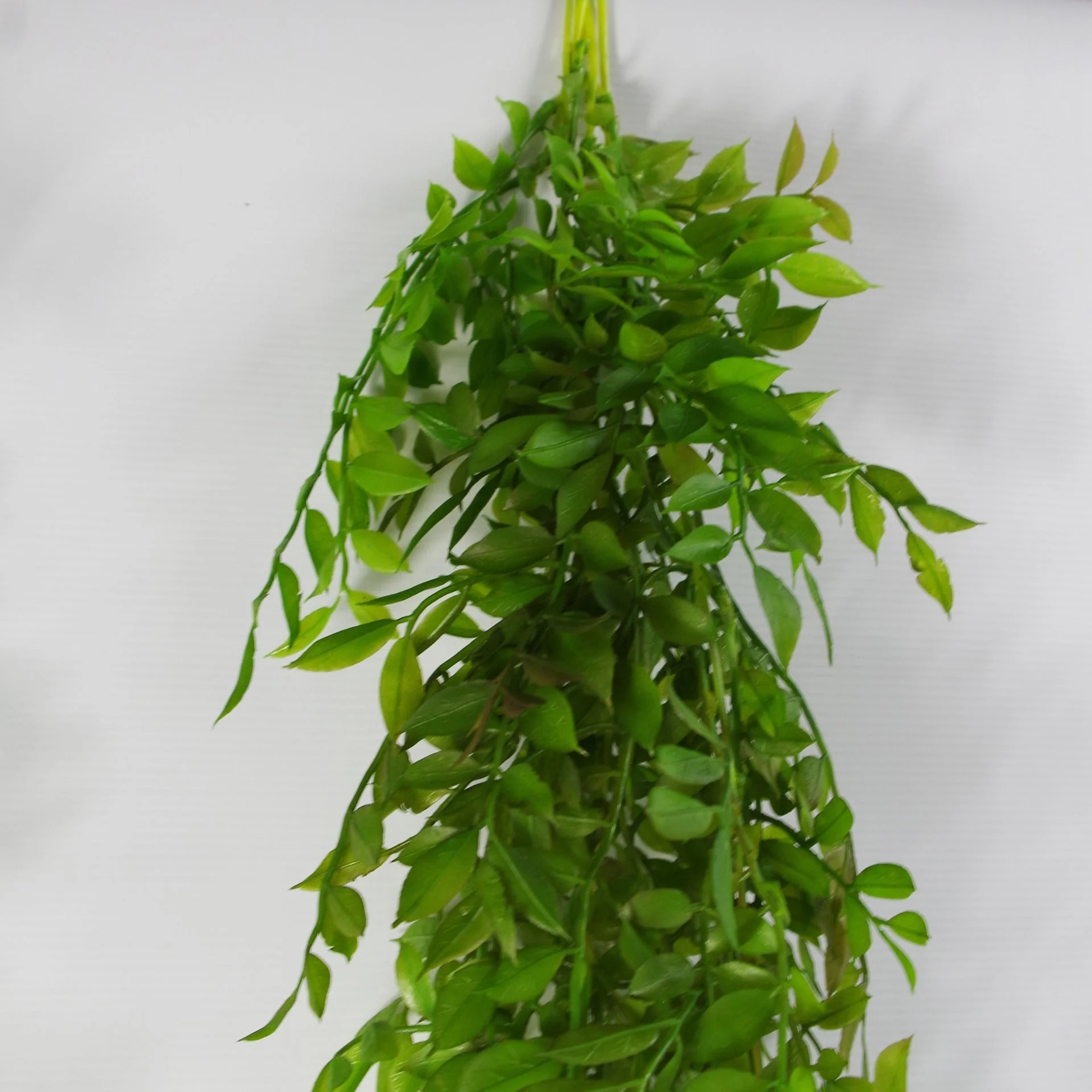 100cm Hanging String of Pearls Fern Plant Dark Green - Image 3
