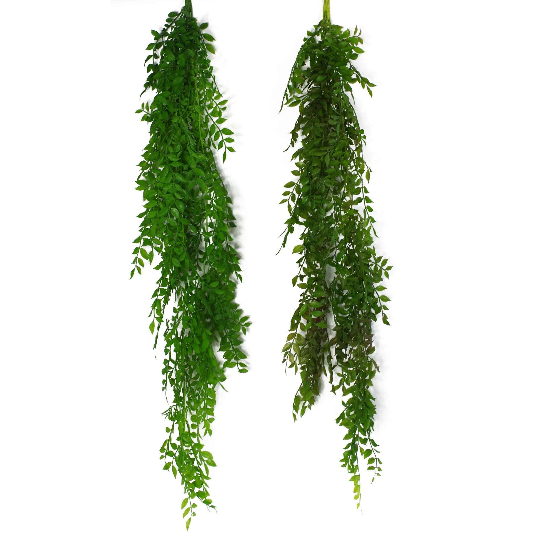 100cm Hanging String of Pearls Fern Plant Dark Green - Image 4