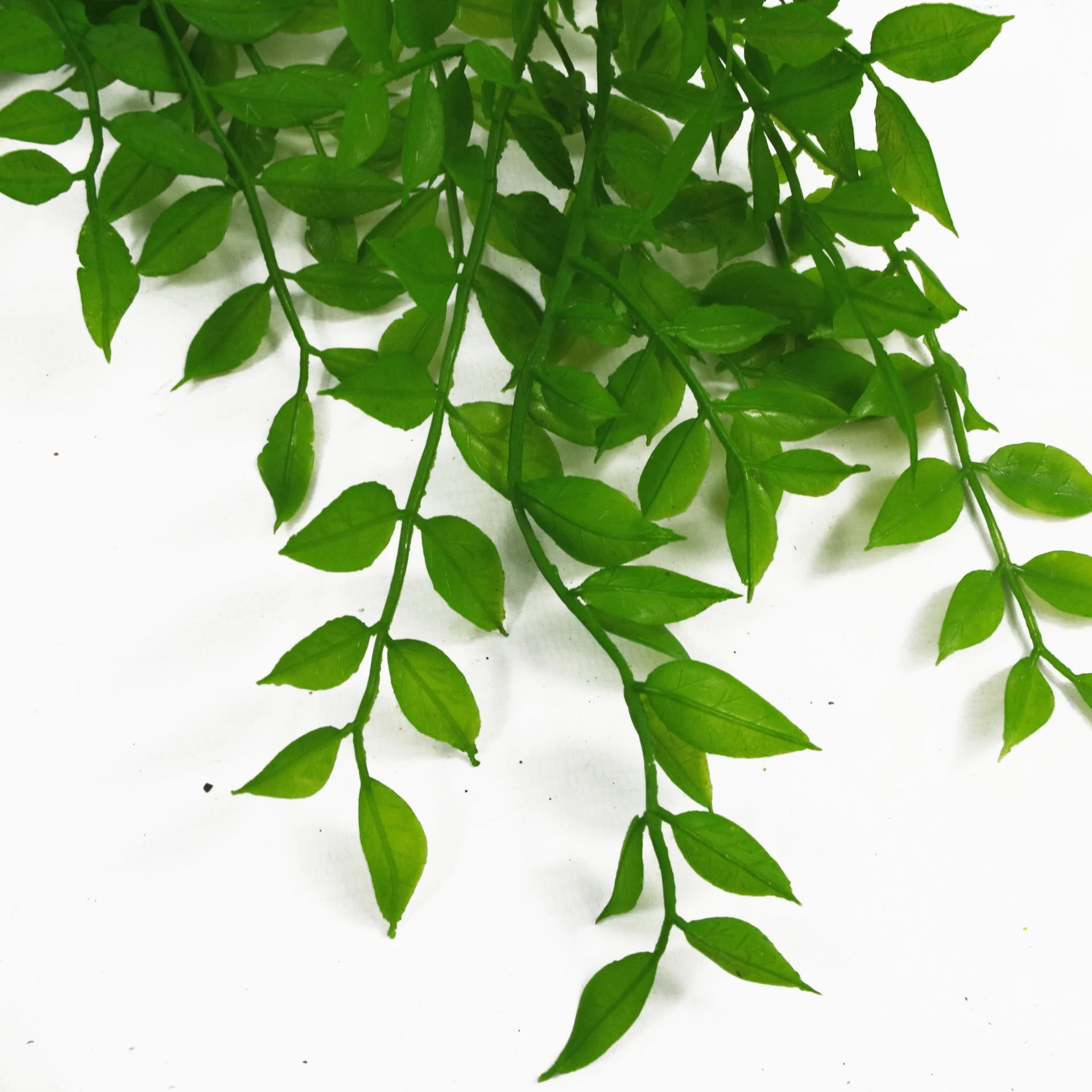 100cm Hanging String of Pearls Fern Plant Light Green - Image 2