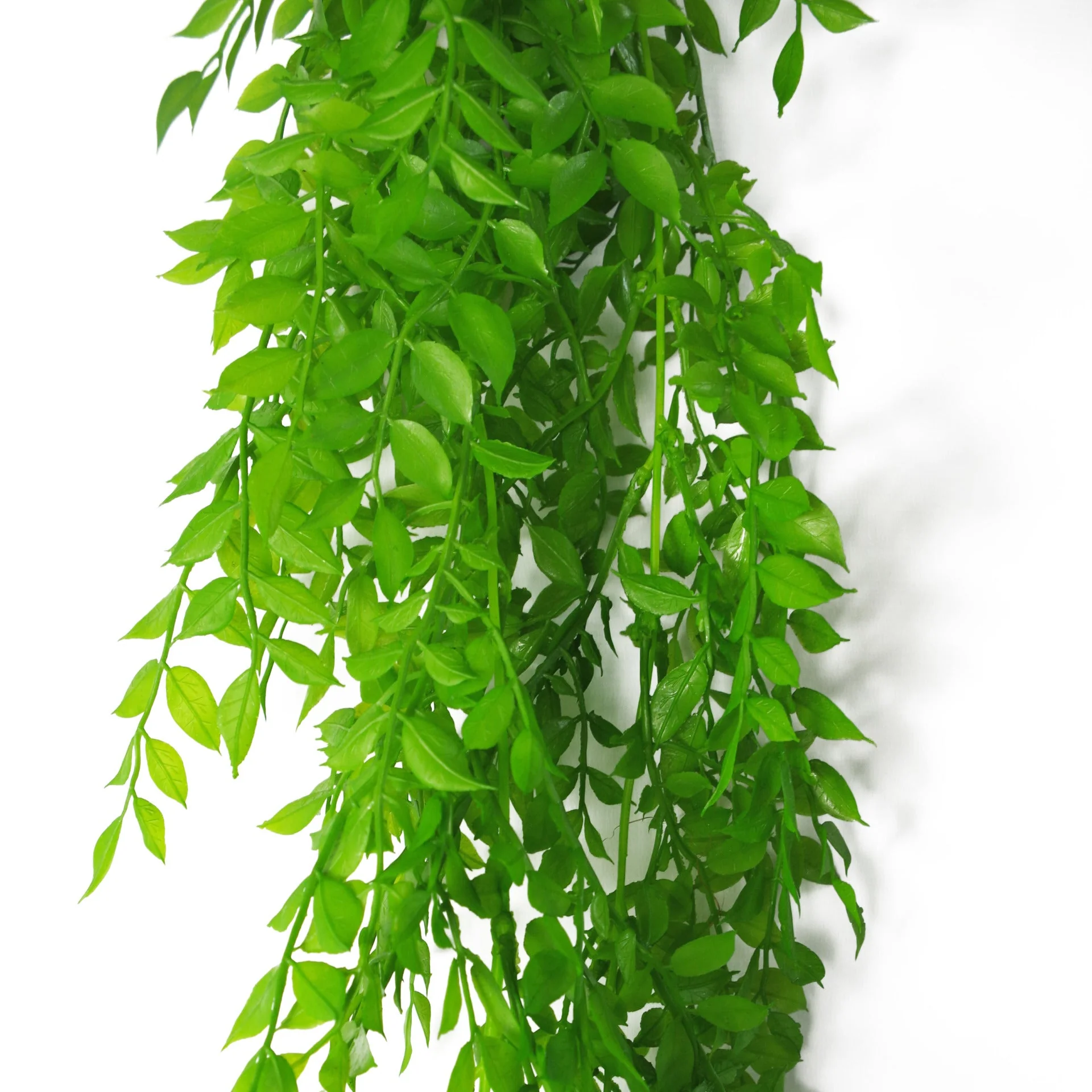 100cm Hanging String of Pearls Fern Plant Light Green - Image 3