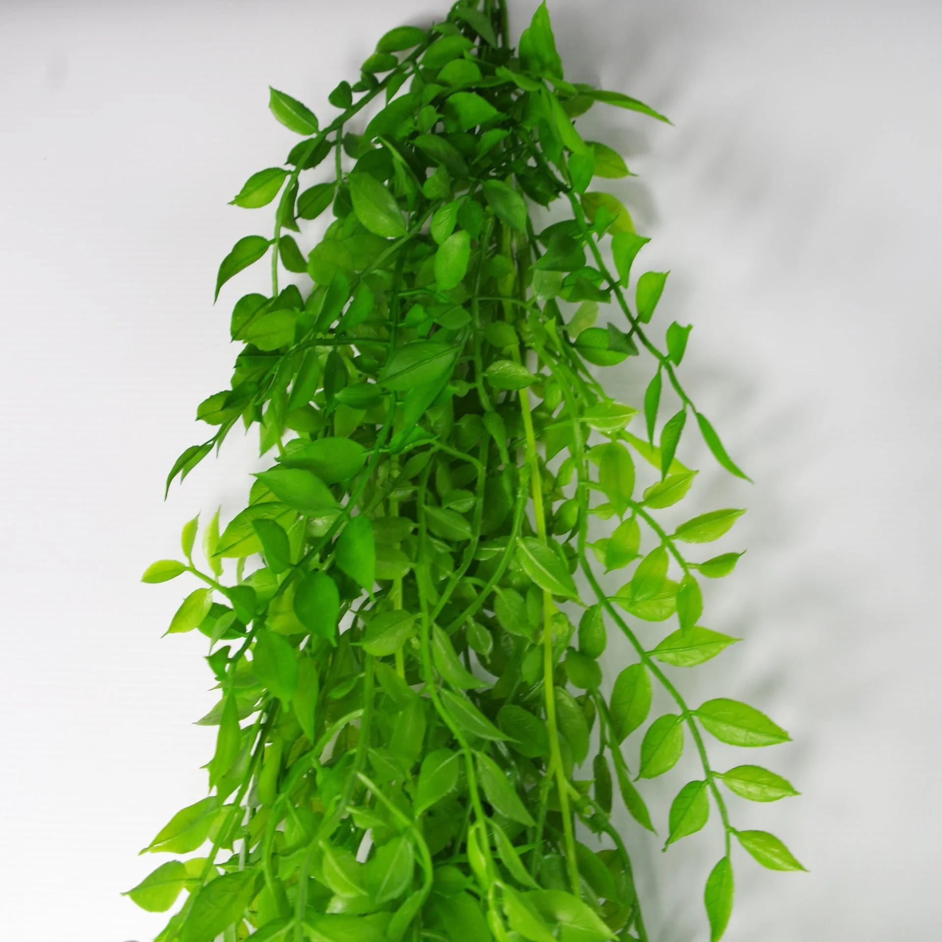 100cm Hanging String of Pearls Fern Plant Light Green - Image 4