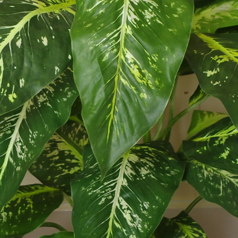 100cm Large Foxs Aglaonema (Spotted Evergreen) Tree Artificial Plant with Gold Metal Planter - Image 4