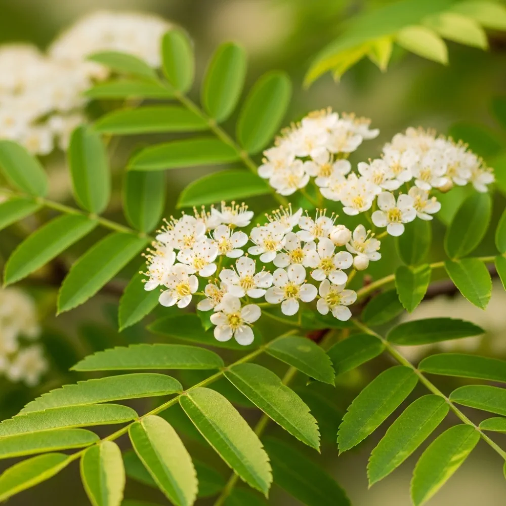 10ft Half-Standard Mountain Ash Tree | Mature Sorbus Aucuparia | 6/8cm Girth | Grown in 40L Airpot - Image 4