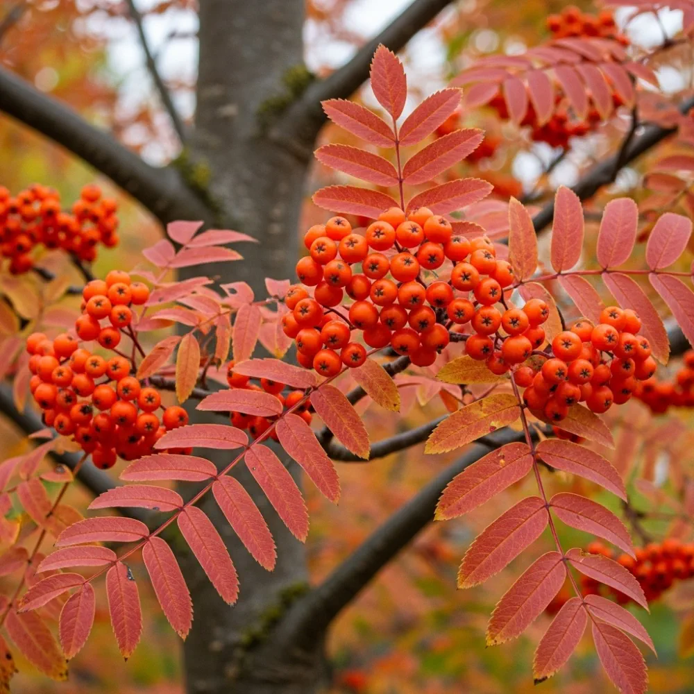 10ft Half-Standard Mountain Ash Tree | Mature Sorbus Aucuparia | 6/8cm Girth | Grown in 40L Airpot - Image 8