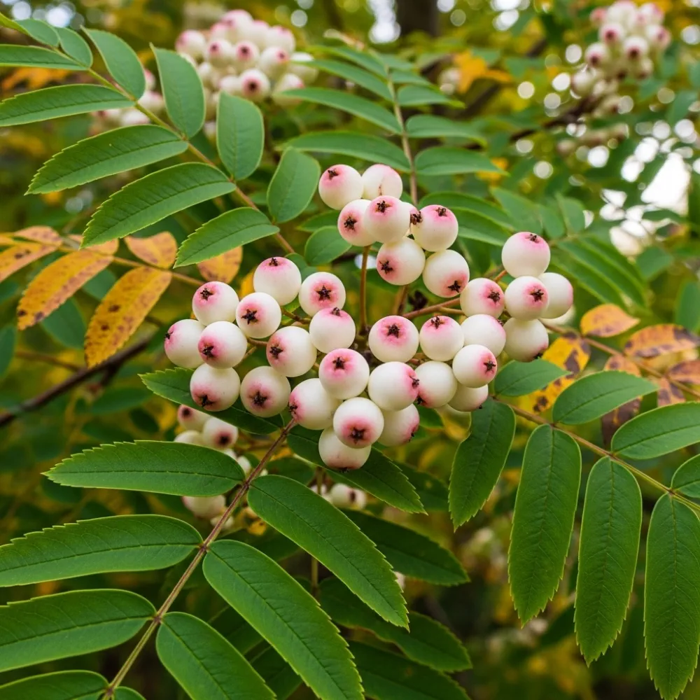 10ft Half-Standard 'Pink Pagoda' Mature Mountain Ash Tree | 6/8cm Girth | Grown in 40L Airpot - Image 3