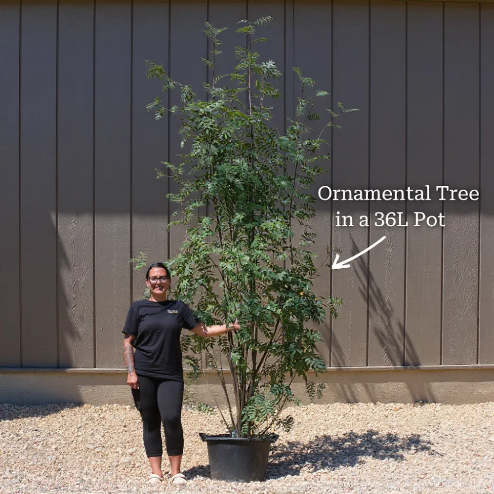 10ft Multi-Stem Mountain Ash Rowan Tree | Mature Sorbus aucuparia | 36L Pot | 4 Years Old - Image 11