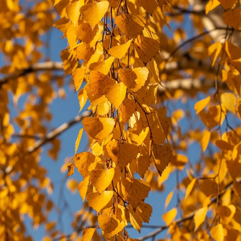 10ft Premium Silver Birch Tree | Betula Pendula | 10/12cm Girth | Grown in 40L Airpot - Image 4