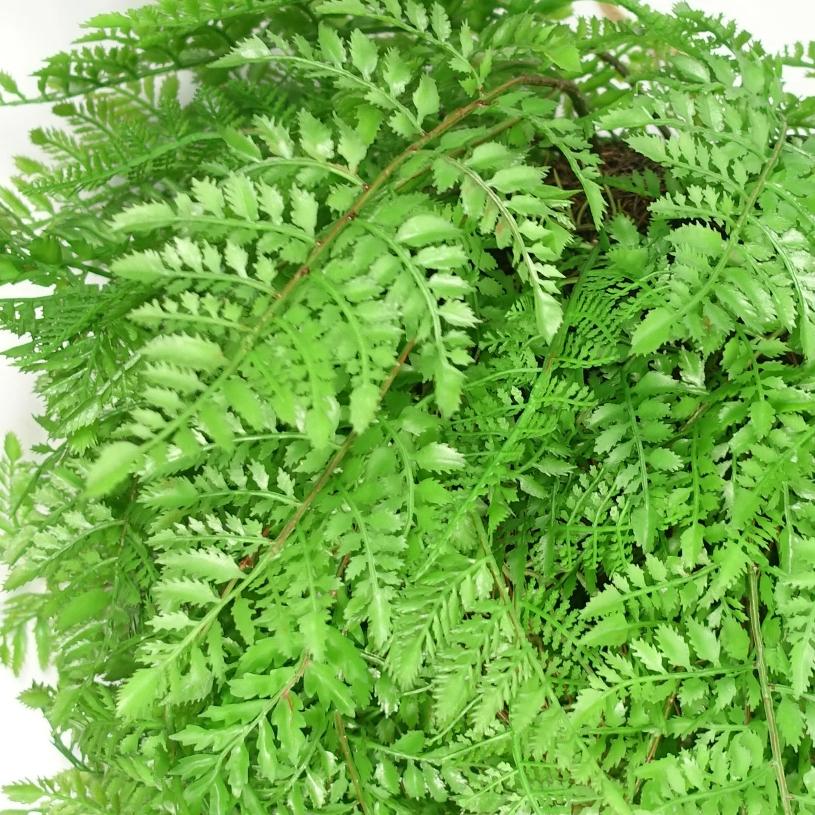 110cm Artificial Hanging Fern Ball - Extra Large - Image 2