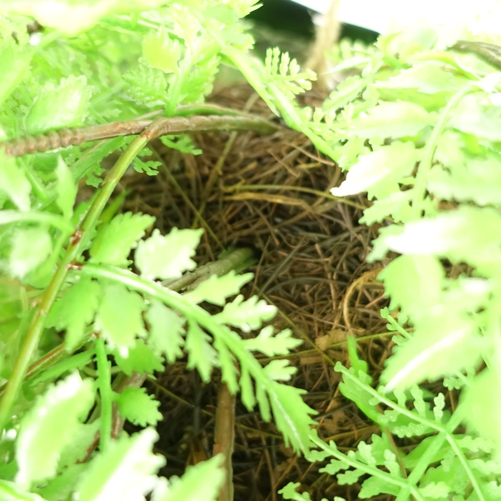110cm Artificial Hanging Fern Ball - Extra Large - Image 3