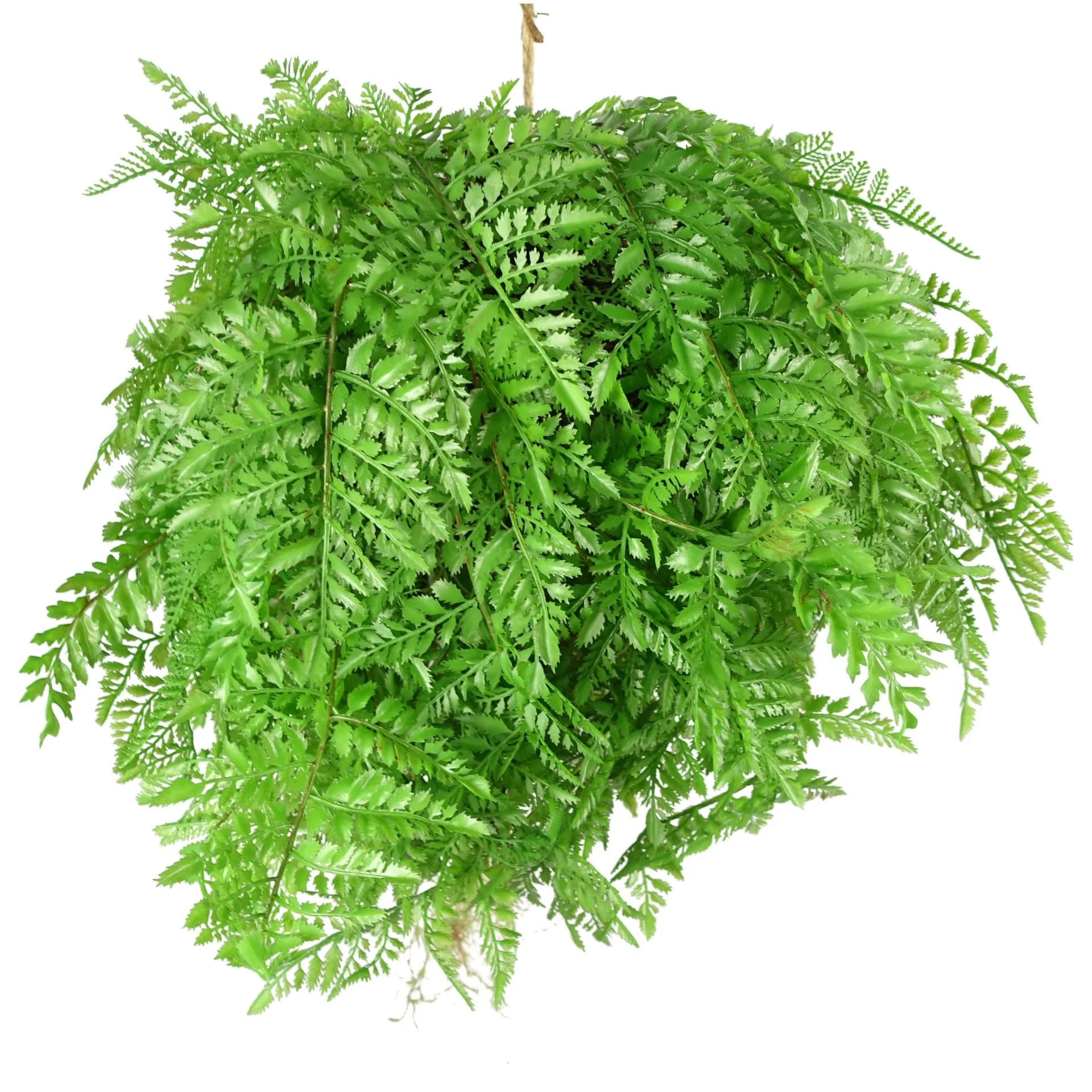 110cm Artificial Hanging Fern Ball - Extra Large - Image 4