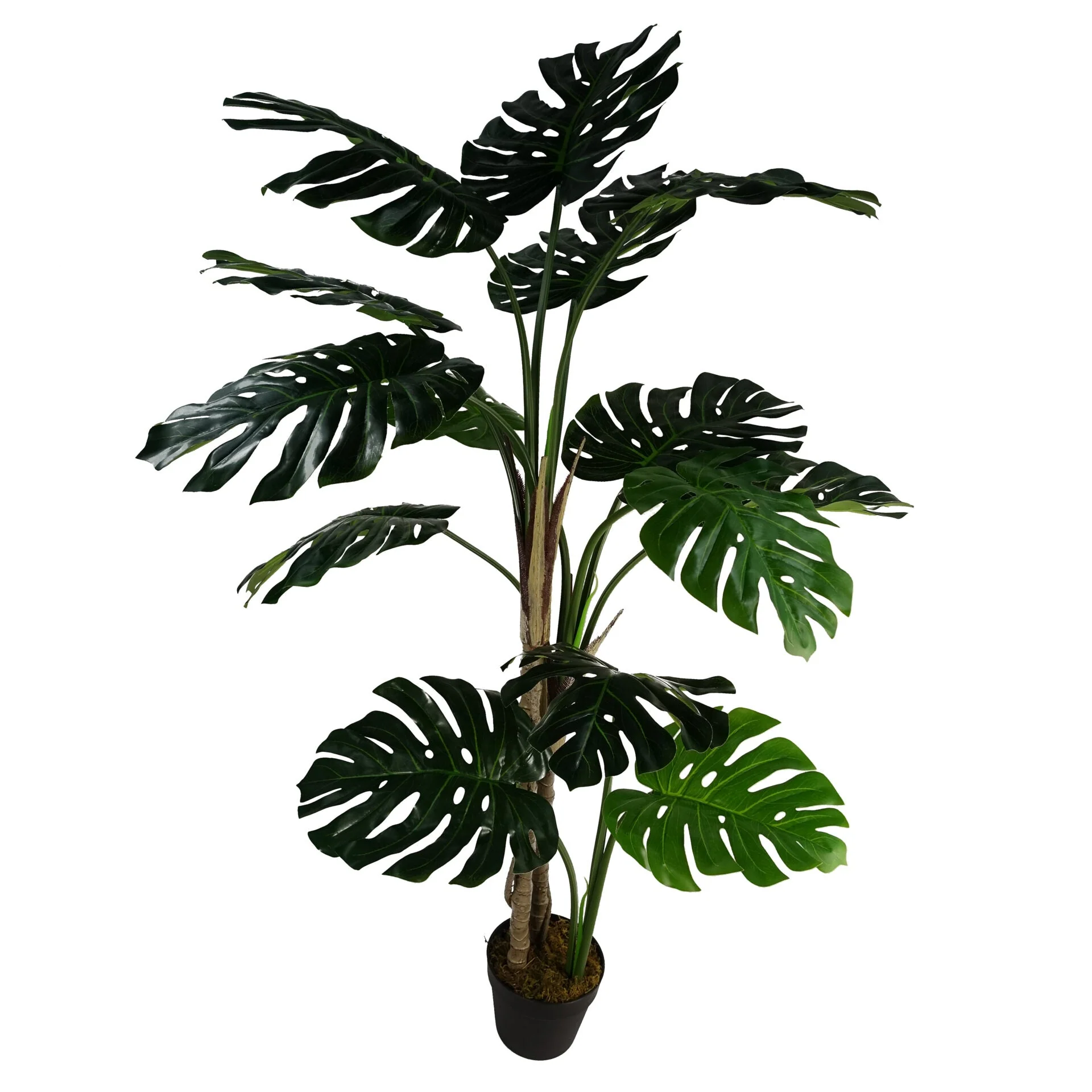 150cm (5ft) Luxury Monstera Plant Black Pot - Image 2