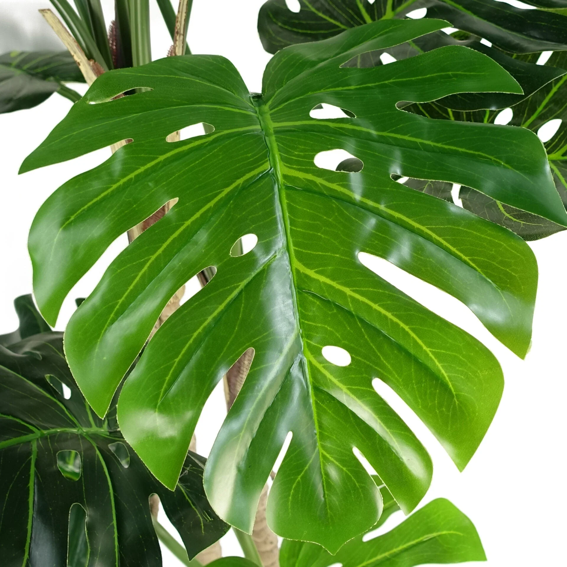 150cm (5ft) Luxury Monstera Plant Black Pot - Image 3