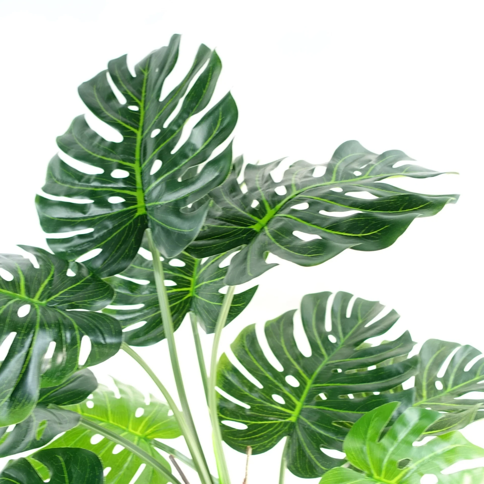 150cm (5ft) Luxury Monstera Plant Black Pot - Image 4