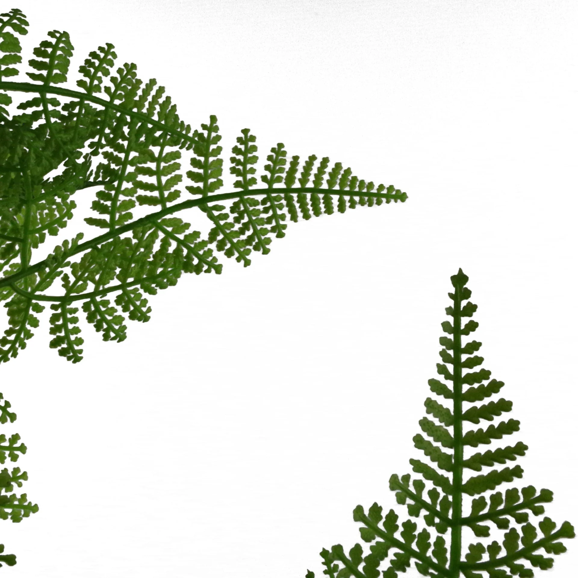 150cm Artificial Natural Moss Base Fern Foliage Plant with Gold Metal Planter - Image 3