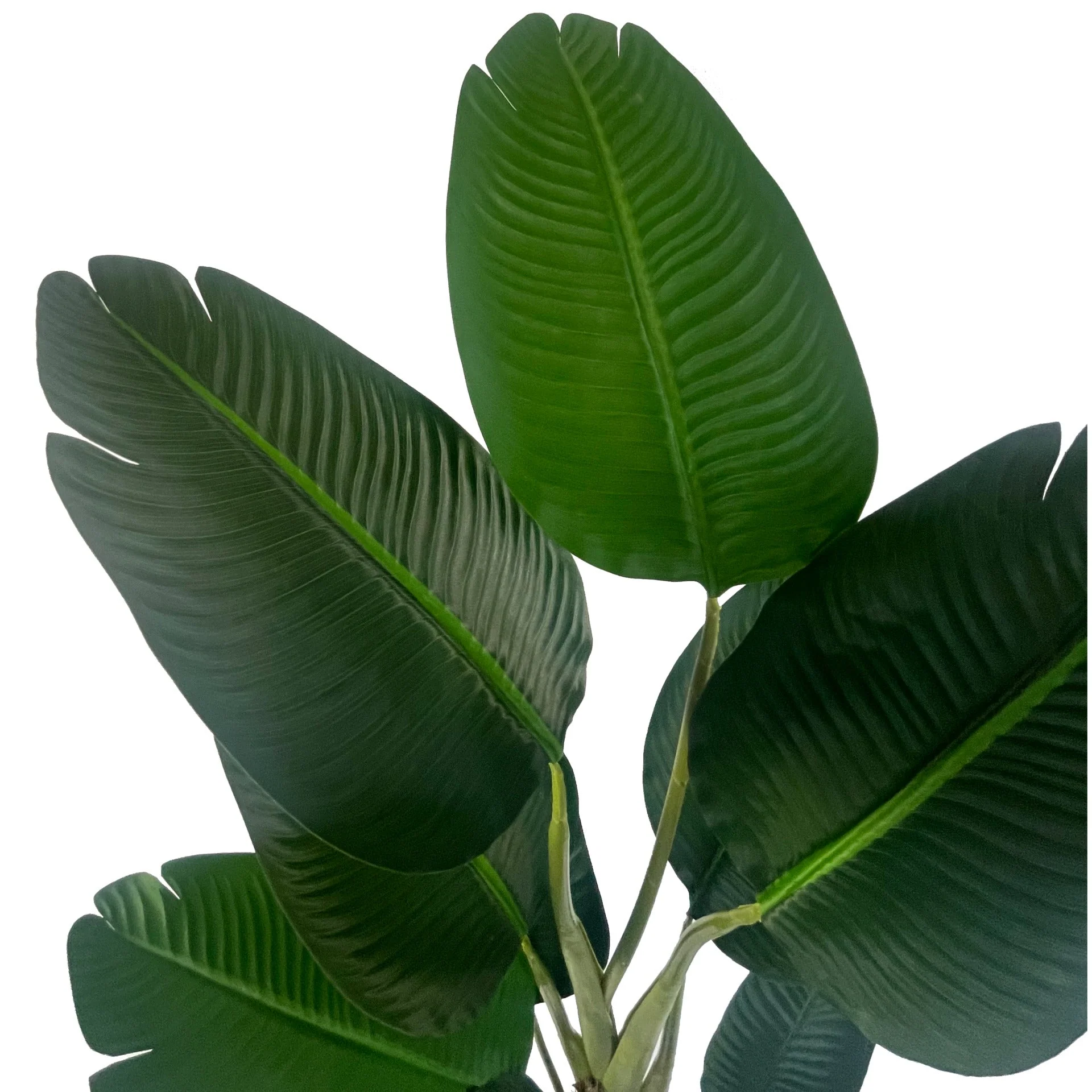 150cm UV Traveller Banana Palm Tree - Image 3