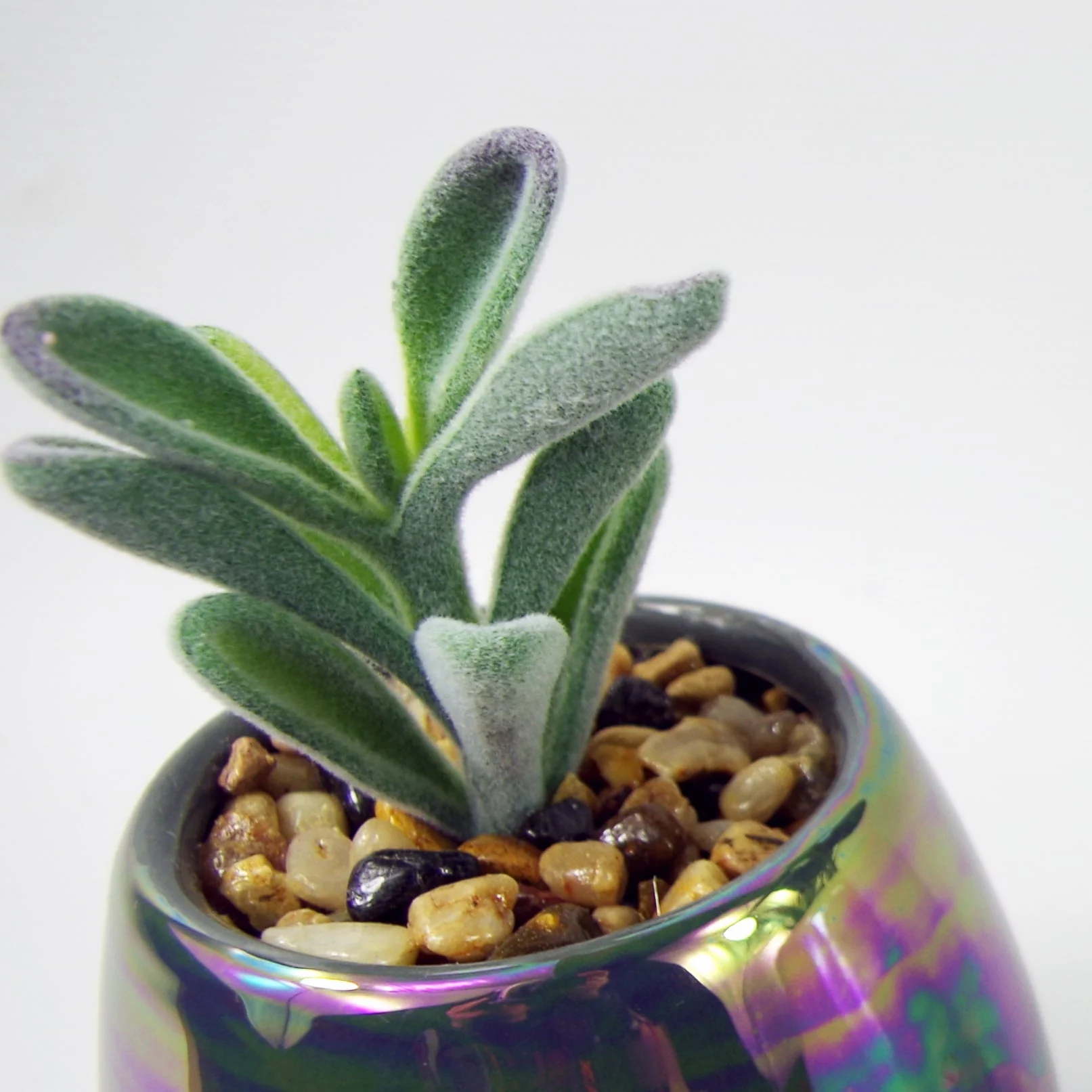 15cm Set of Three Grey White Mix Ceramic Mini Planters with Artificial Succulent Plants - Image 2