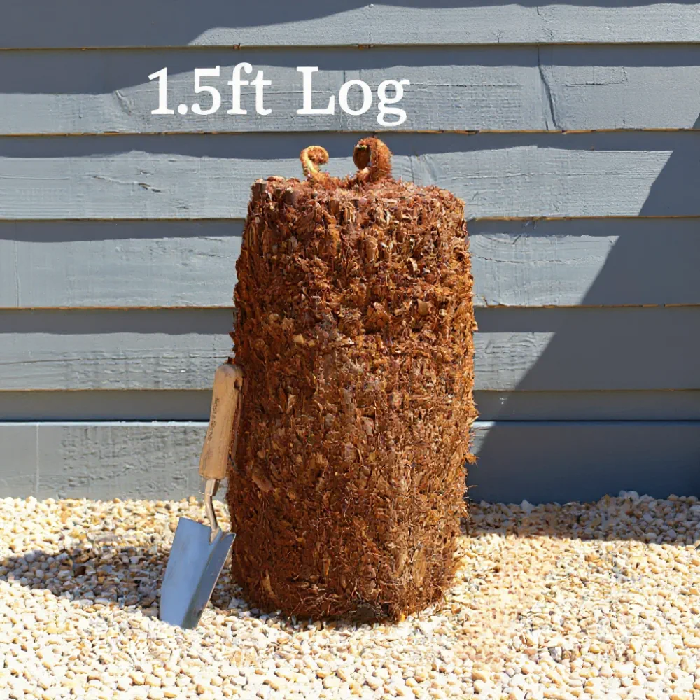 1ft Hardy Tree Fern | Dicksonia antarctica - Image 7