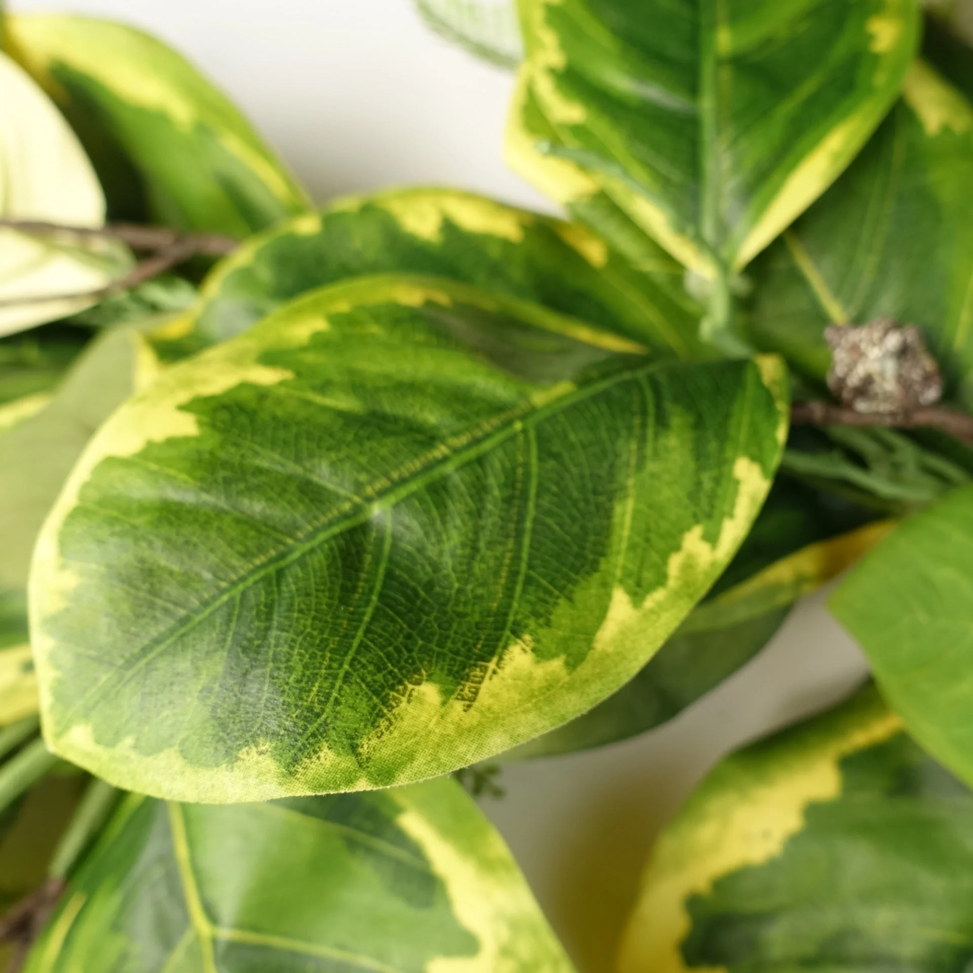 180cm Artificial Garland Hanging Trailing Golden Ficus Plant - Image 2