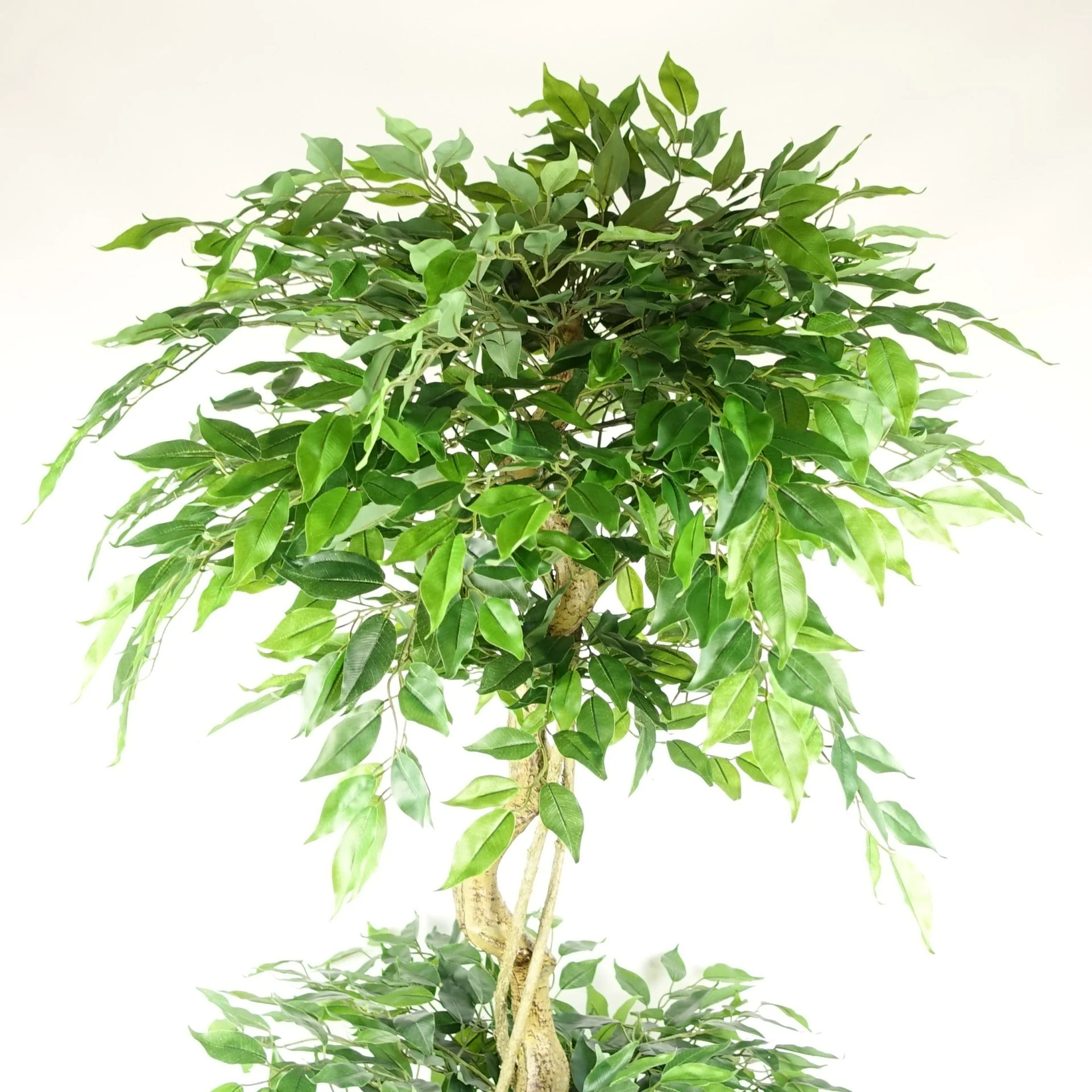 180cm Artificial Twisted Trunk Fruticosa Ficus Tree Triple Ball Topiary 1984 Leaves - Image 2