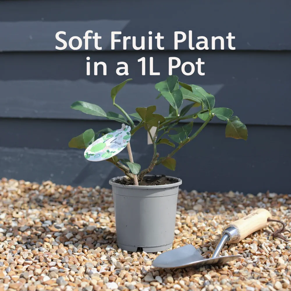 1ft Red Pearl Lingonberry Plants | 1L Pot