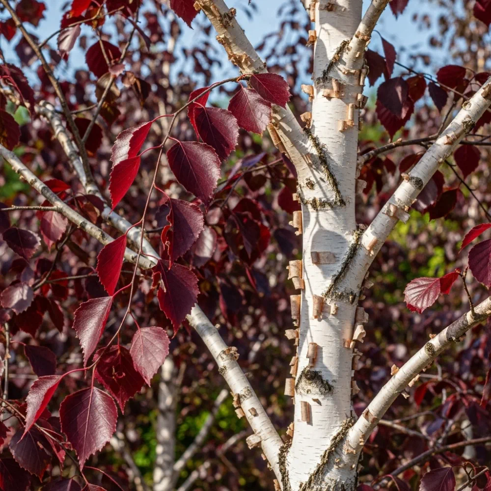 20cm 'Crimson Frost' Silver Birch Tree  | 1L Pot - Image 3