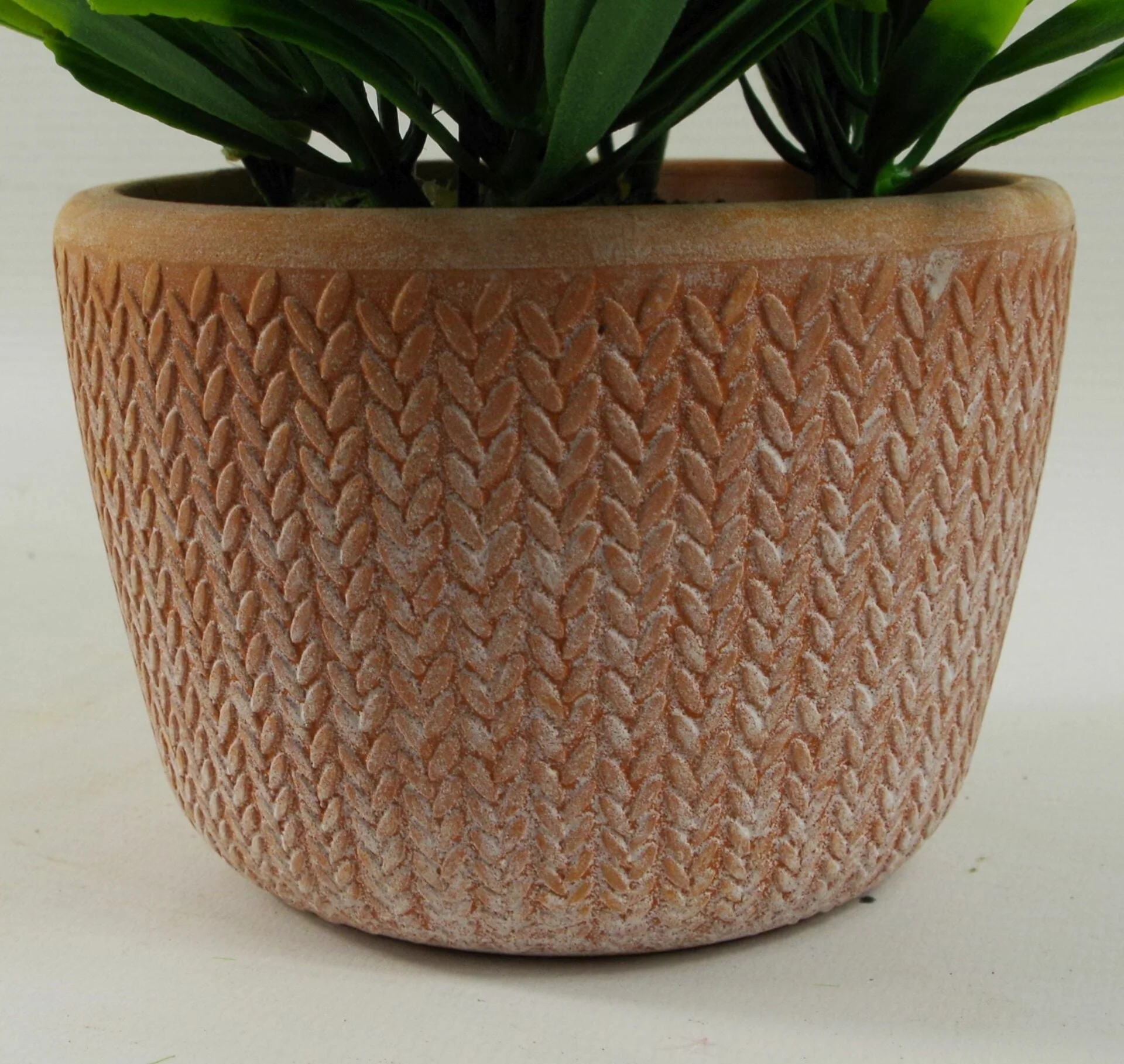 22cm Foliage Honey Plant Dark Green in Terracotta Pot - Image 2
