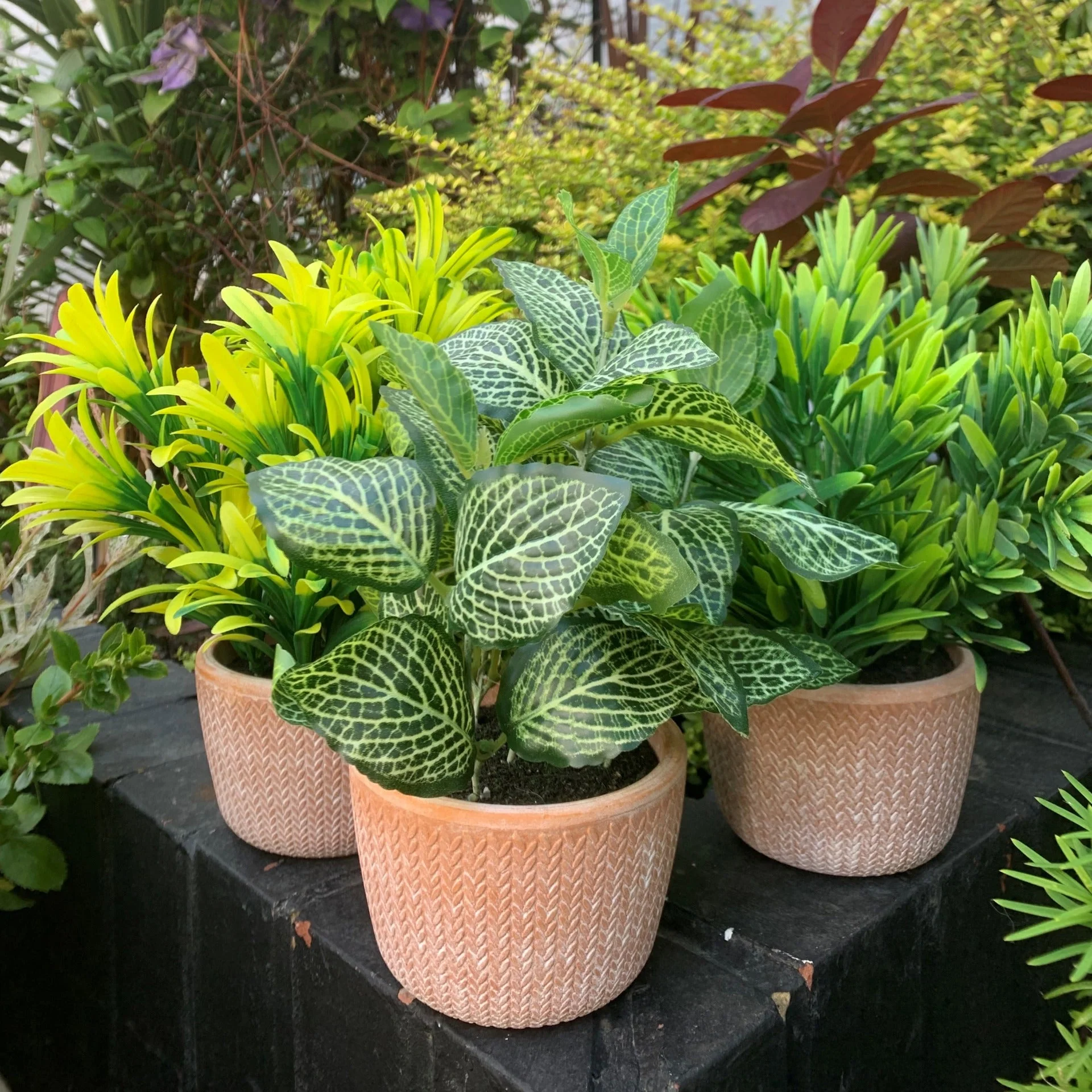 22cm Foliage Honey Plant Dark Green in Terracotta Pot - Image 3