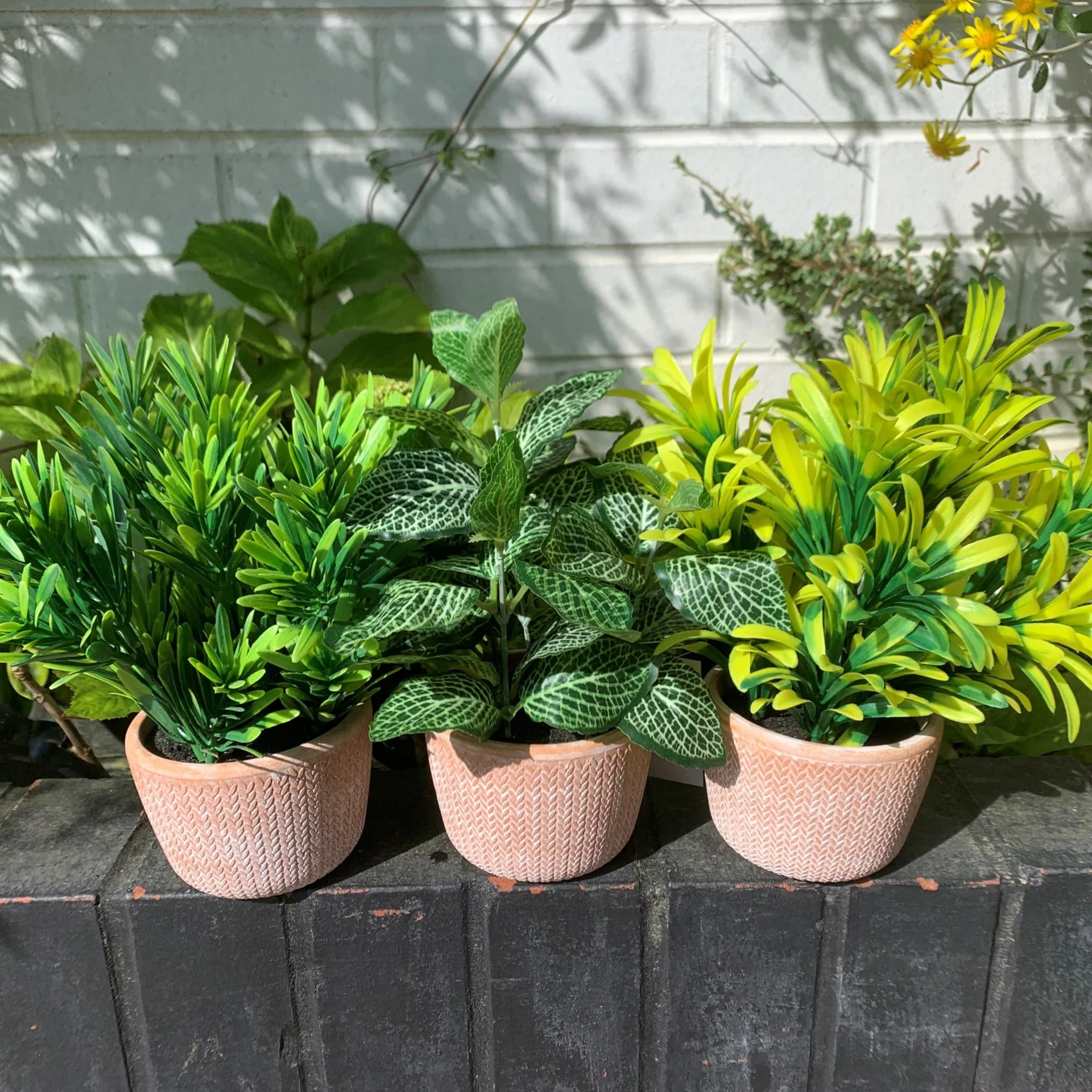 22cm Foliage Honey Plant Light Green in Terracotta Pot - Image 3