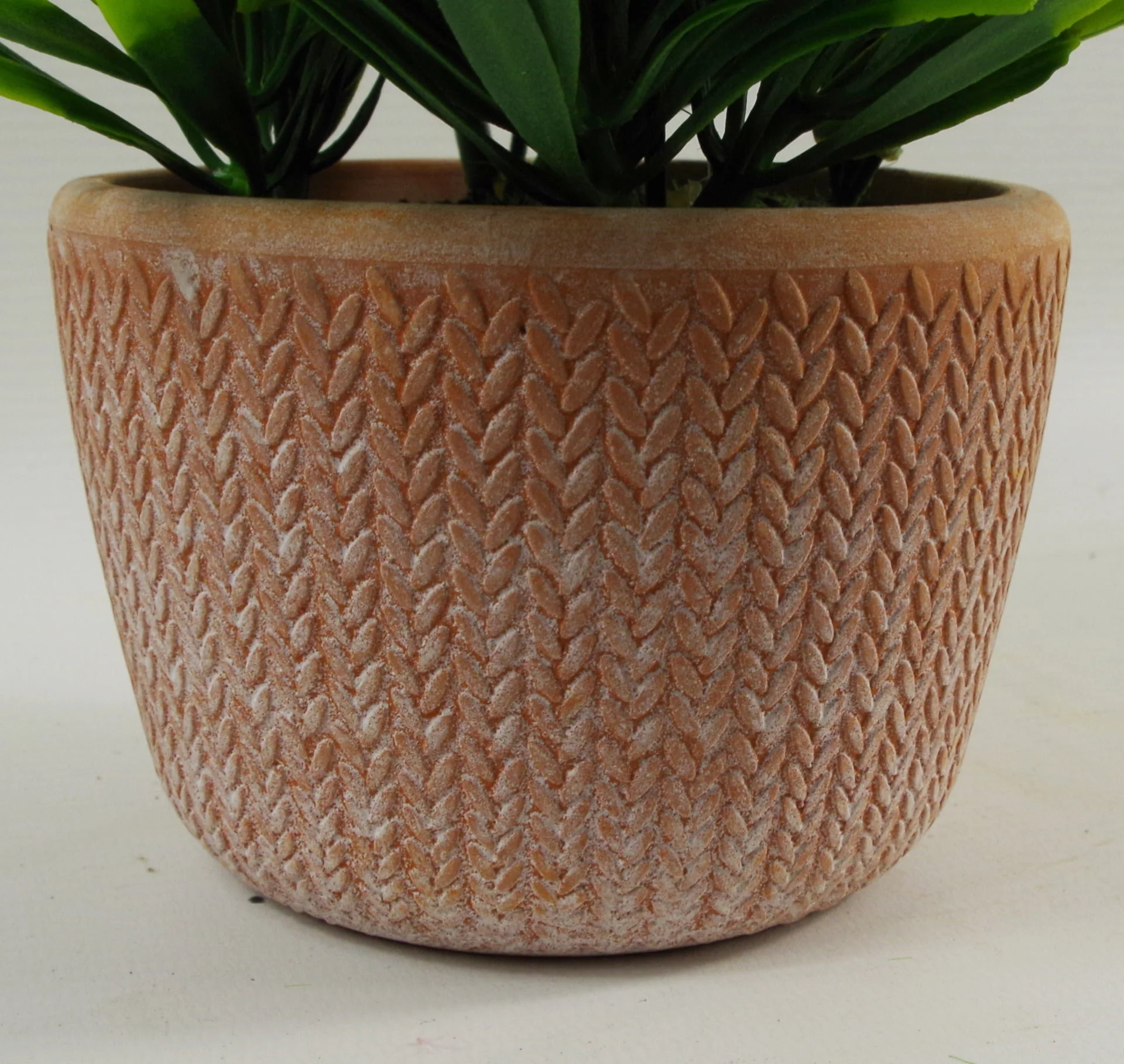 22cm Honey Plant Dark Green in Terracotta Pot - Image 2