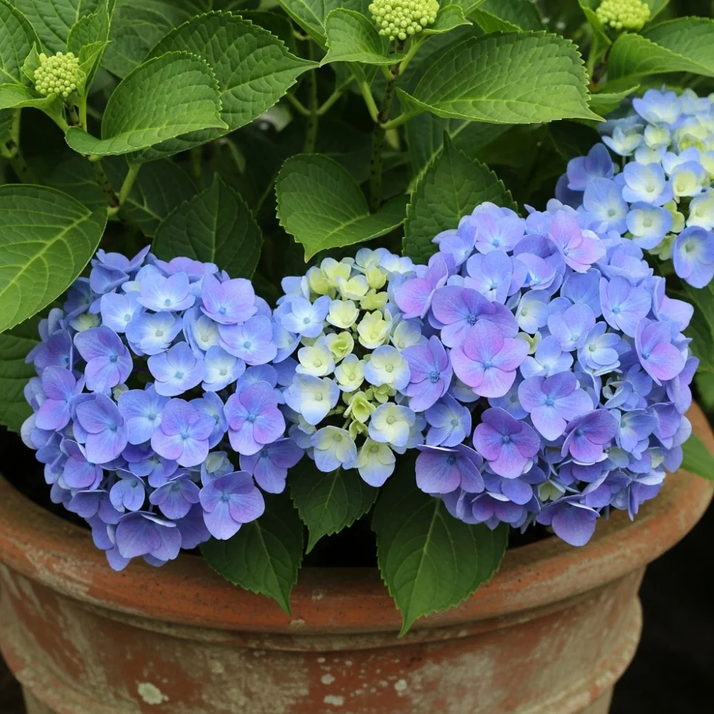 2ft Hydrangea macrophylla 'Little Blue' | 7.5L Pot