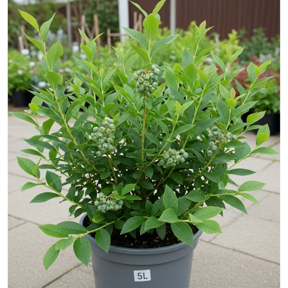3ft Brigitta Blueberry Bush | 5L Pot - Image 2