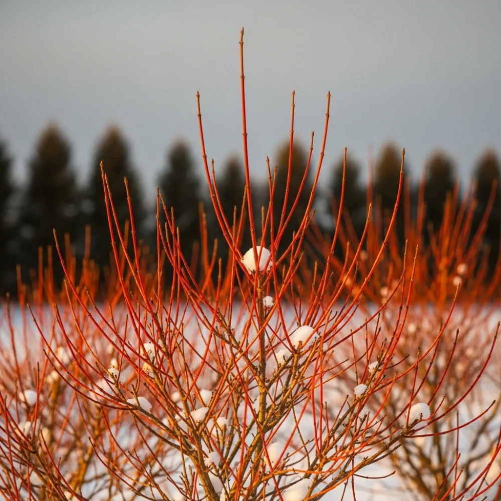 2ft Cornus sanguinea 'Midwinter Fire' | Bare Root - Image 2