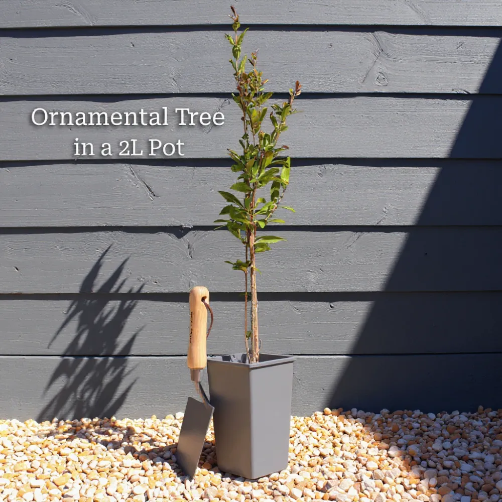 2ft Dogwood Tree | Cornus kousa | 2L pot - Image 3