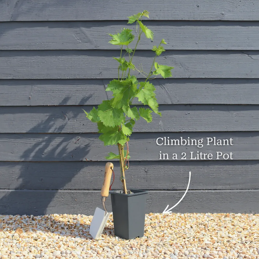 2ft Grafted Chinese Wisteria | Wisteria sinensis | 2L Pot - Image 7