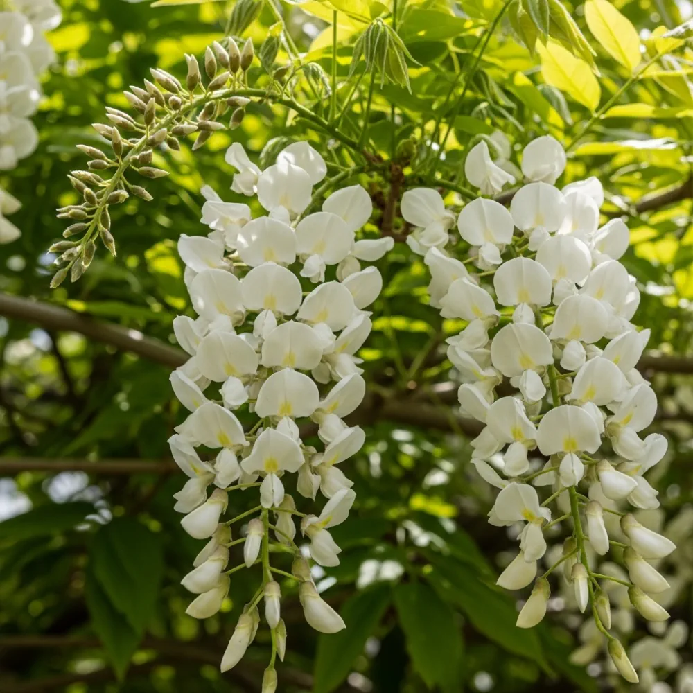 3ft Grafted White Japanese Wisteria | Wisteria floribunda 'Alba' | 2L Pot - Image 2