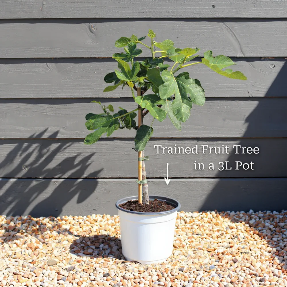 2ft Patio Orange Tree | Sweet Orange Tree in a 3L Pot - Image 3