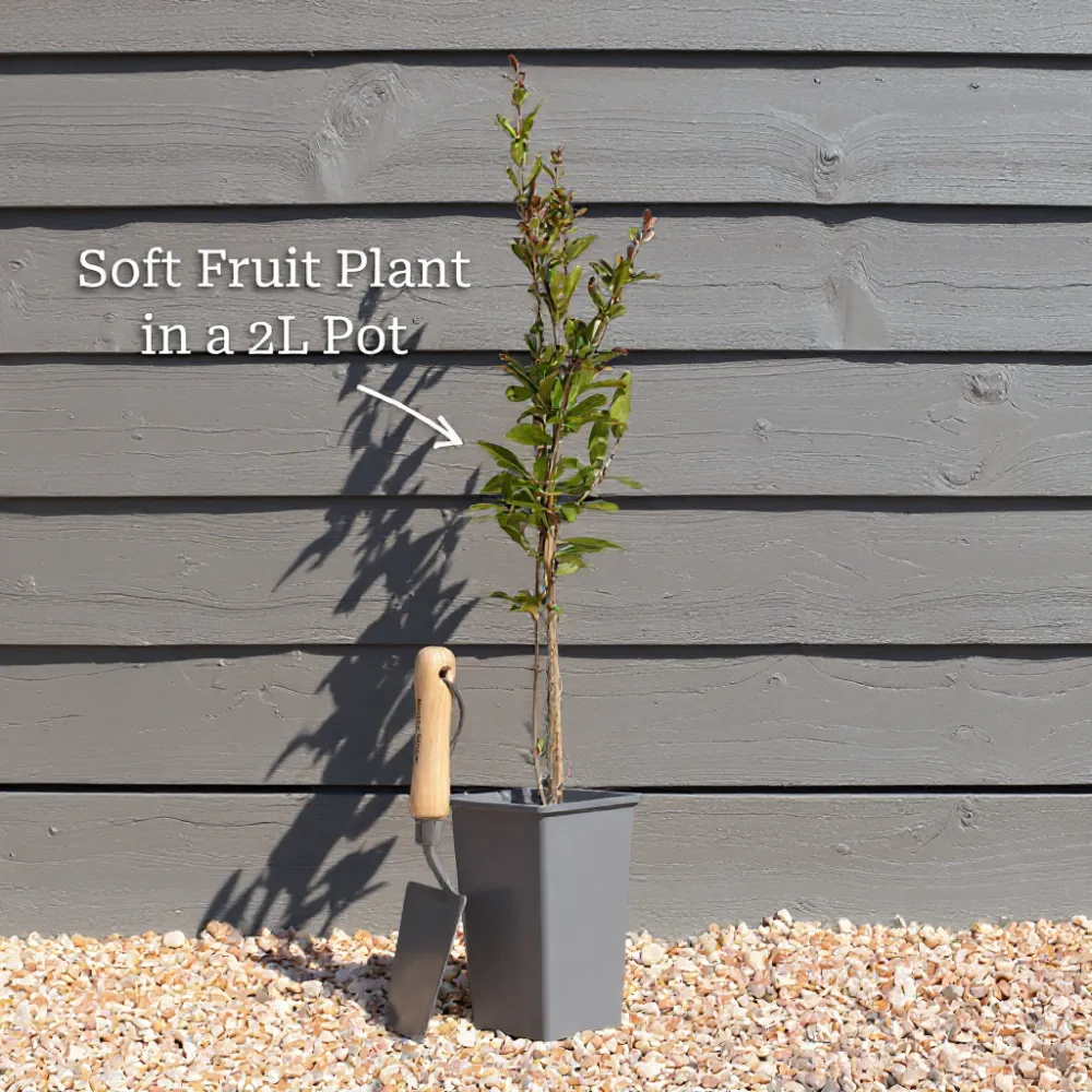 3 Duke Blueberry Plants | 3L Pots - Image 7