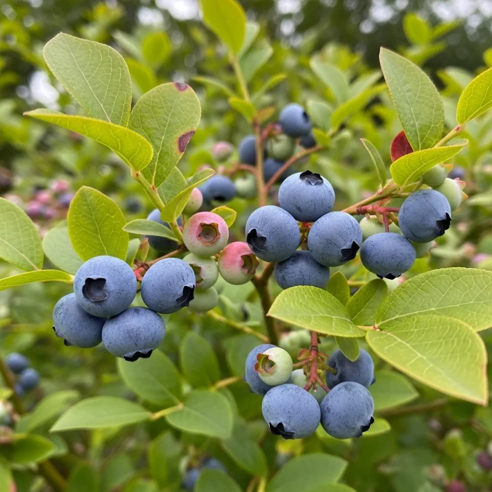 3 Herbert Blueberry Plants | 2L Pots - Image 4