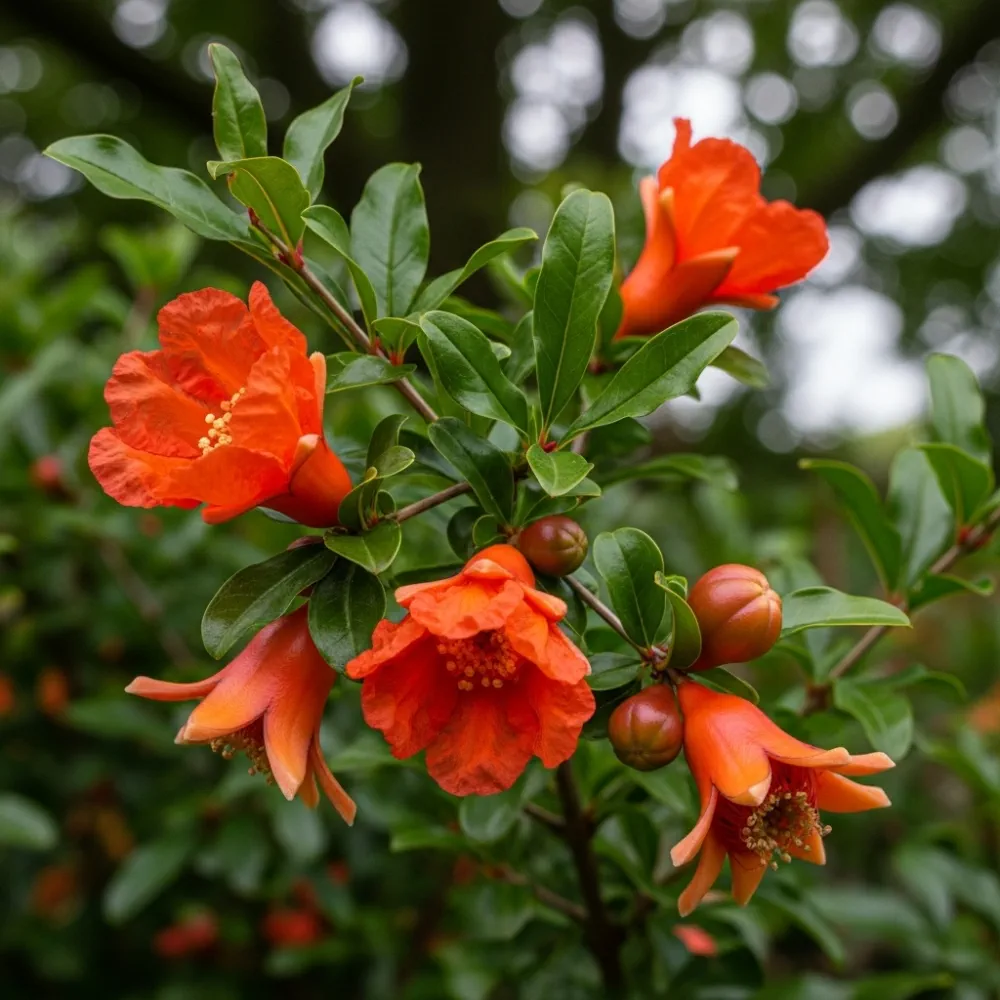 3 Pomegranate Plants | 9cm Pots - Image 2