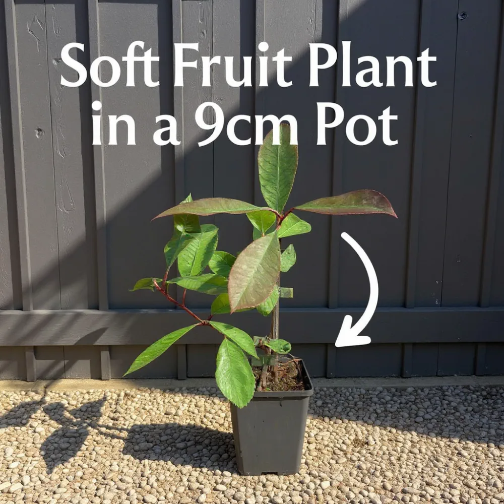 3 Pomegranate Plants | 9cm Pots - Image 4