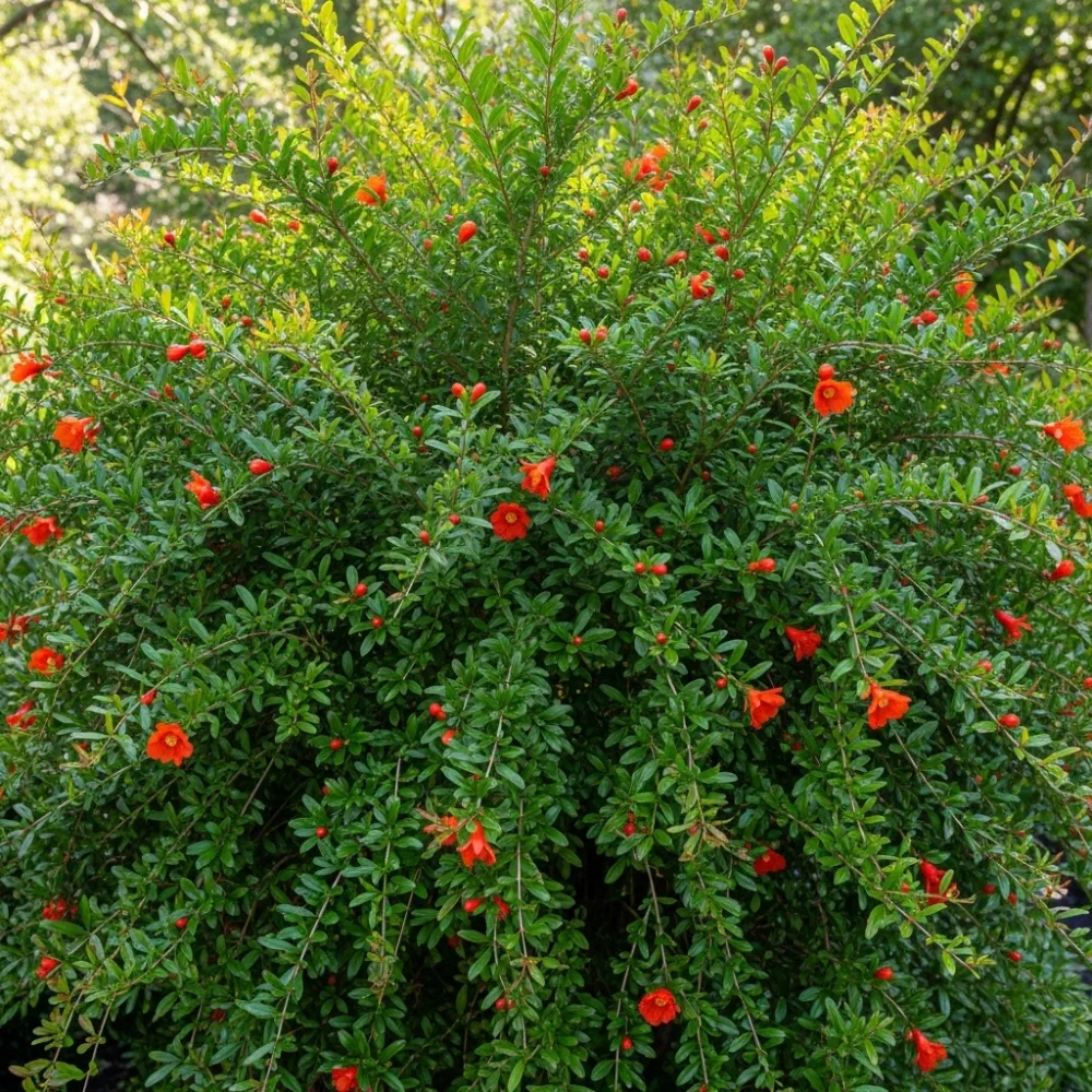 3 Provence Pomegranate Plants | 3L Pots - Image 2