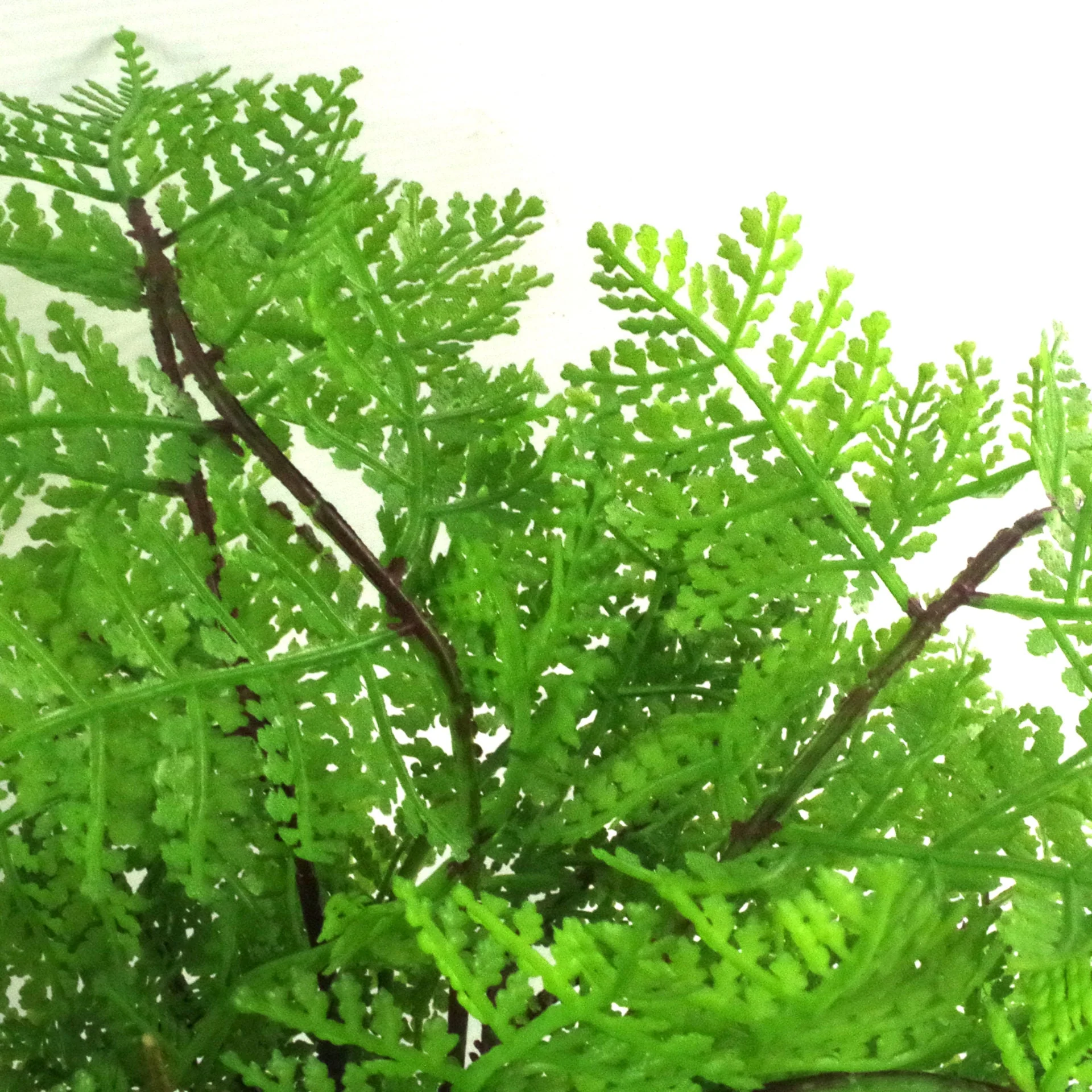 30cm Artificial Potted Lady Fern (Athyrium Filix-Femina) - Image 2