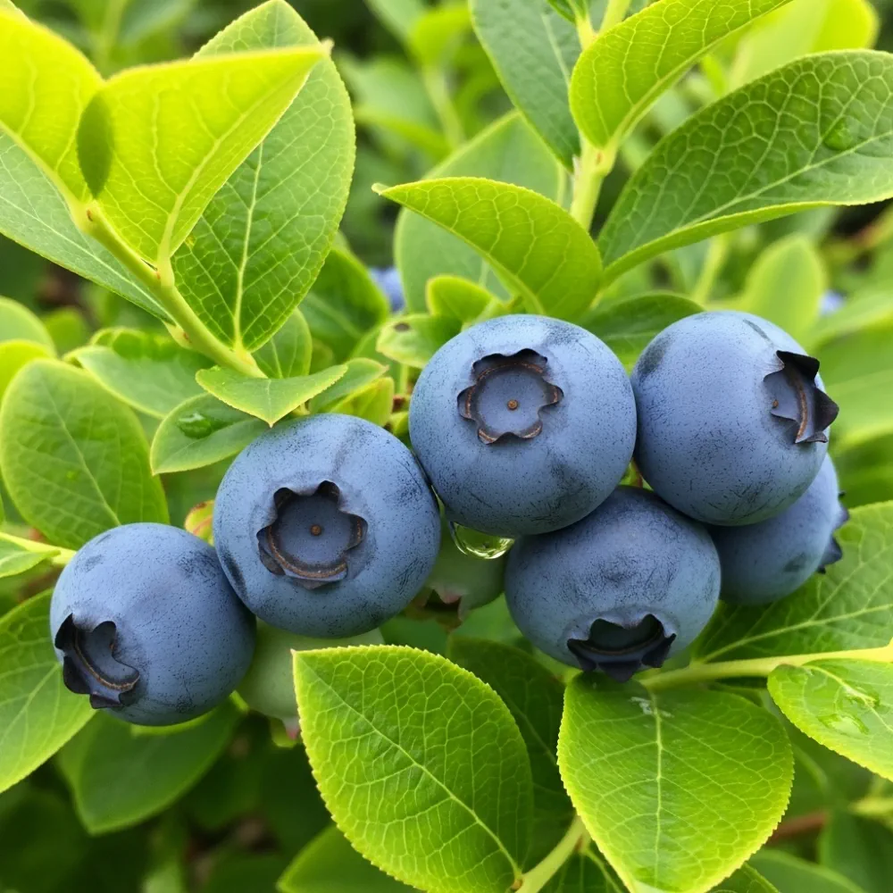 60cm 'Patriot Blueberry Bush | 3L Pot - Image 3