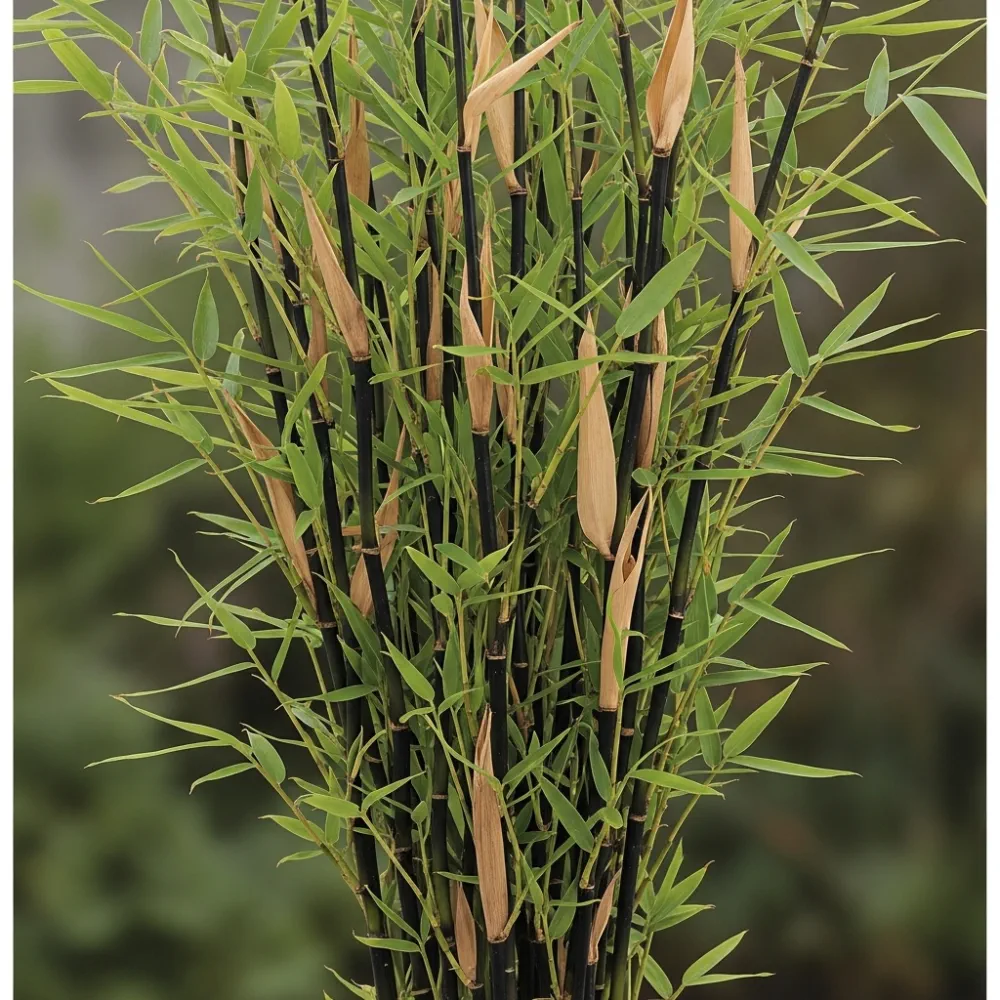 3ft 'Black Pearl' Bamboo | 5L Pot - Image 3