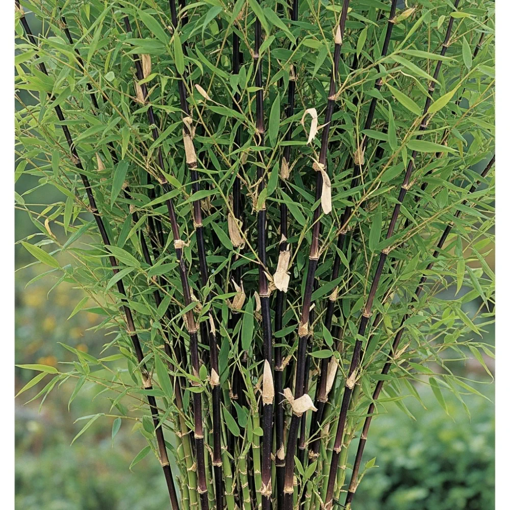 3ft 'Black Pearl' Bamboo | 5L Pot - Image 4