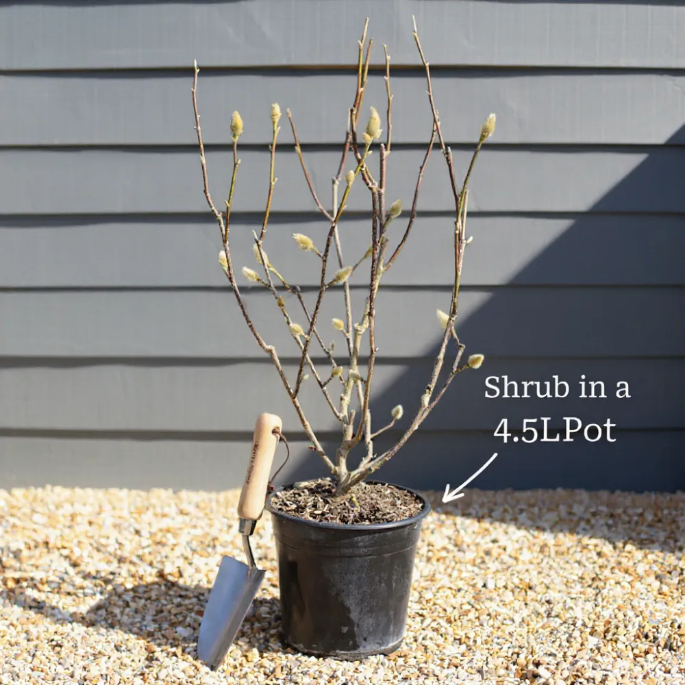 2ft Common Yew Tree | Taxus baccata | 4.5L Pot - Image 7