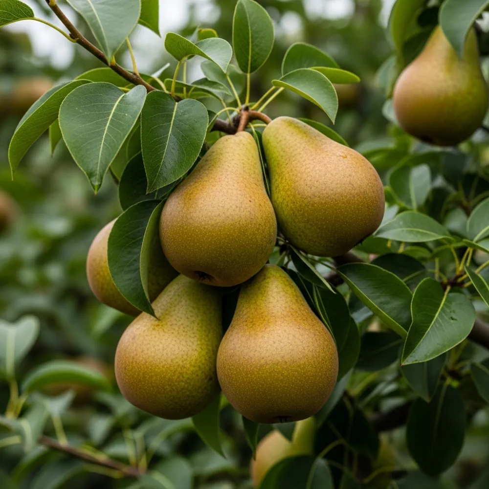 3ft 'Conference' Pear Tree | bare root Pot - Image 3